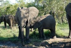 Afrikanischer Elefant (50 von 131).jpg